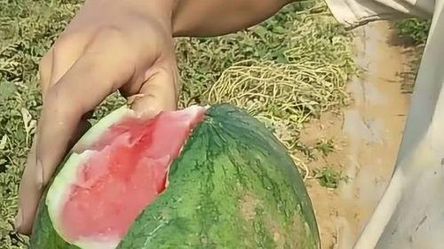 剥皮就可以吃的瓜什么瓜,尽享清新——剥皮瓜的神奇魅力