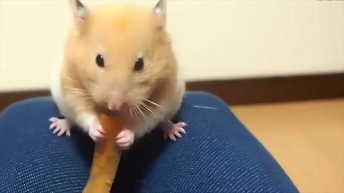 松鼠只顾吃瓜,欢乐时光尽享自然