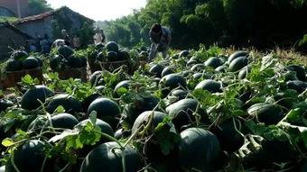 天台县吃瓜,瓜果飘香，品味田园生活