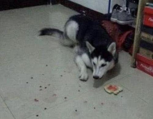 二哈吃瓜被误伤,宠物安全意识需加强