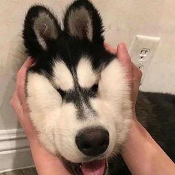 吃瓜幼崽头像女,揭秘吃瓜幼崽头像女生的可爱日常