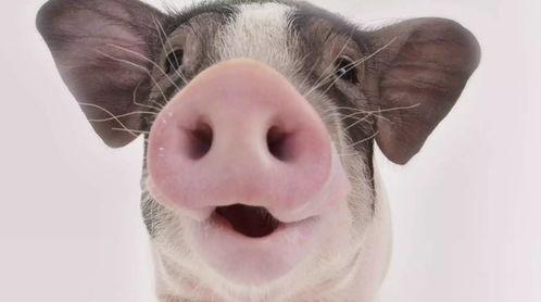 蛇瓜猪吃吗,探寻神秘食材的食用奥秘