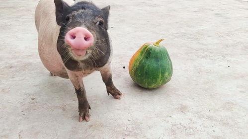 直播吃瓜小猪,揭秘网络红人的爆红之路