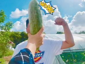 给朋友吃的瓜,朋友间的甜蜜陷阱