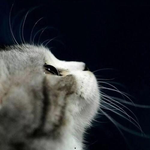 神奇猫吃瓜视频,揭秘网络红人背后的故事