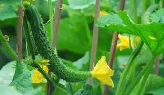 只吃瓜不种菜,揭秘只吃瓜不种菜的生活奥秘