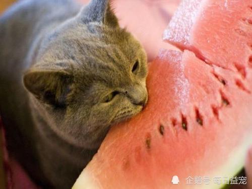 盘点吃瓜的动物,盘点自然界中那些爱“吃瓜”的可爱动物