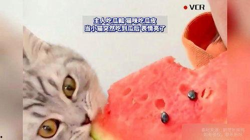 猫也吃瓜,猫也爱吃瓜