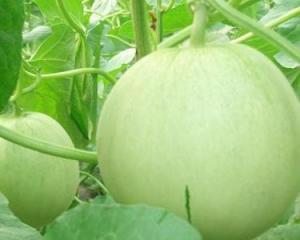 田瓜可以加热吃吗,探索其加热食用的可能性