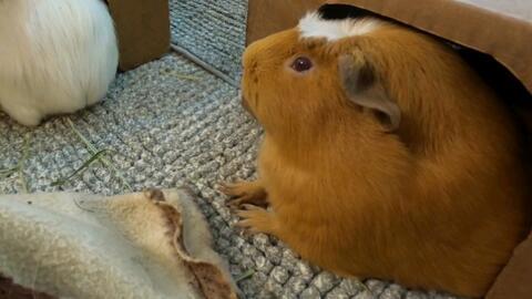 豚鼠吃瓜视频,萌态十足引网友爆笑