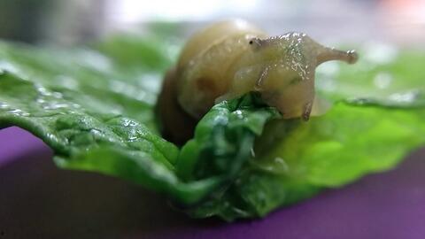 白玉蜗牛吃瓜吗,它们真的会吃瓜吗？