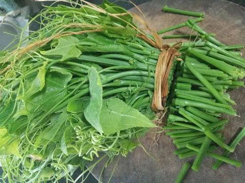 佛手瓜主要吃瓜还是吃苗,瓜苗双享，营养与美味的双重体验